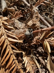 Trichodezia californiata