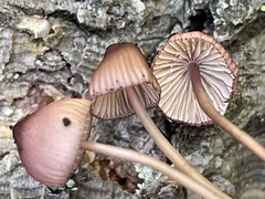Mycena purpureofusca