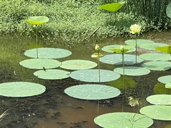 Nelumbo lutea