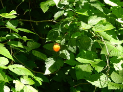 Rubus spectabilis