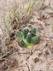 Coryphantha robustispina scheeri