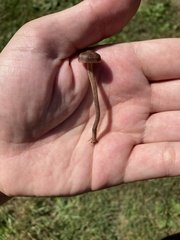 Panaeolus foenisecii
