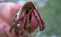 Coenobita brevimanus