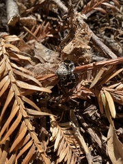 Trichodezia californiata