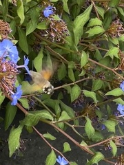 Macroglossum stellatarum