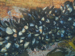 Mytilus galloprovincialis