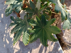 Ricinus communis