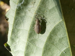 Aphrastus taeniatus
