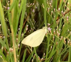 Pieris