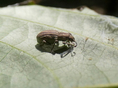 Aphrastus taeniatus