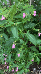 Impatiens glandulifera