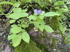 Solanum stoloniferum