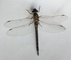 Aeshna mixta