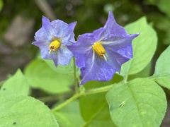Solanum stoloniferum