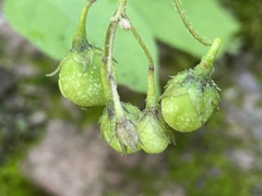 Solanum stoloniferum