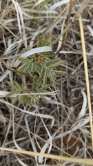 Mimosa aculeaticarpa