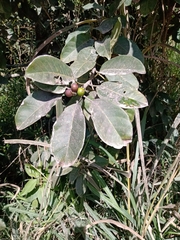 Ficus luschnathiana
