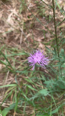 Centaurea stoebe