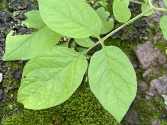 Solanum stoloniferum