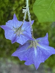 Solanum stoloniferum