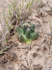Coryphantha robustispina scheeri
