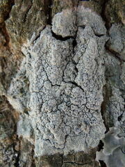 Pertusaria