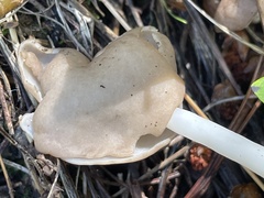Helvella elastica