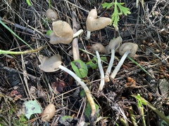 Helvella elastica