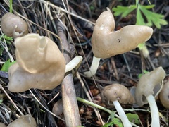 Helvella elastica