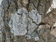 Pertusaria