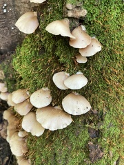 Crepidotus applanatus