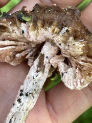 Hypomyces