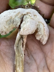 Hypomyces