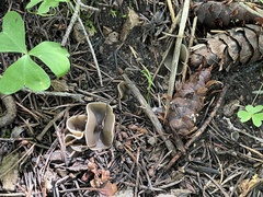 Pezizaceae