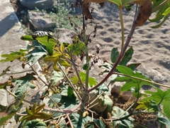 Ricinus communis