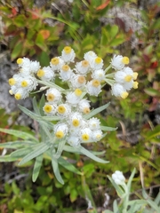 Anaphalis margaritacea