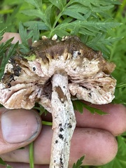 Hypomyces