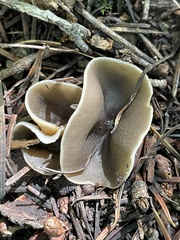Pezizaceae