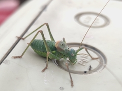 Lluciapomaresius asturiensis