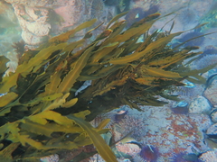Anthophycus longifolius