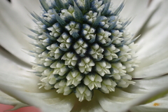 Eryngium lemmonii