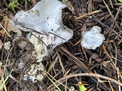 Hypomyces