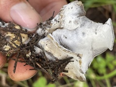 Hypomyces
