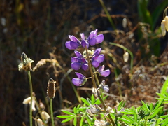 Lupinus albifrons