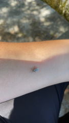 Myllocerus undecimpustulatus