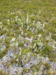 Anaphalis margaritacea