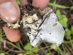 Hypomyces