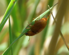 Coleoptera