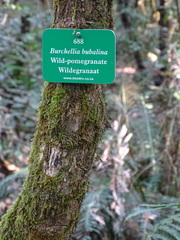 Burchellia bubalina