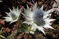 Eryngium lemmonii